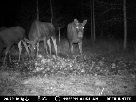 Kojonkulman Seudun Metsästysseuran riistakamerakuva hirvistä